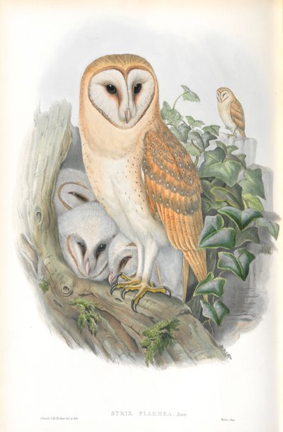 Illustration der Strix Flammea (Schleiereule) von John Gould